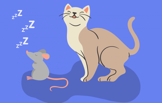 Cat And Mouse 768X543